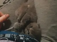 Продам британских котят
