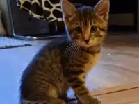 Котенок в Добрые Руки =^._.^=, фотография 5