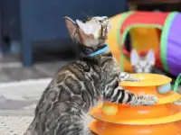 Элитные Бенгальские котята, фотография 2