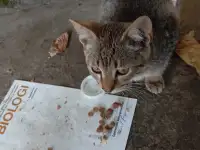 Котенок в дар, фотография 7