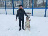 Чехословацкий влчак, фотография 3