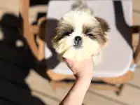 Щенки ши тцу, фотография 2