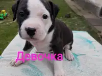 Щенки Ам стаффа