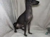 Миниатюрные мальчики голой мексиканской собаки, фотография 4