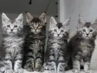 Мейн кун котята!