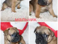 Французский бульдог щенки, фотография 9