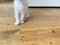 Котенок, мальчик, фотография 2