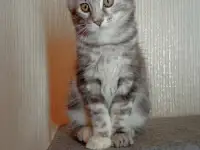Котята мейн-кун, фотография 2