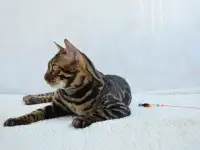 Угольный бенгальский котенок подрощенный, фотография 3