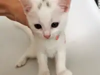 отдам котят, фотография 3