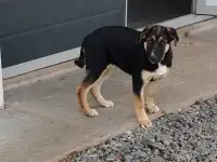Собака в дар