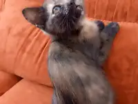 Котёнок, фотография 5