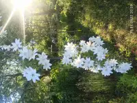 Рассада.Многолетники и кустарники, фотография 3