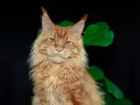Девочка породы Мейн-кун, фотография 7