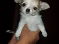 Щенки чихуахуа, фотография 4
