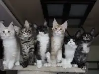 Мейн-кун котята!, фотография 8