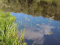 Продаётся ухоженный жилой деревянный дом, д. Соколово, Николаевский с.с., Миорский р-н., Витебская область, фотография 4