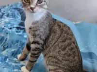 Отдам в хорошие руки котят или кошку, фотография 5