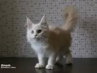 Мейн-кун котёнок  мальчик, фотография 5