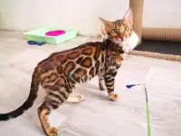 Бенгальские котята мальчики и девочки, фотография 1
