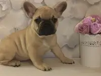 Французский бульдог, фотография 2