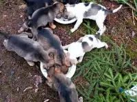 Щенки