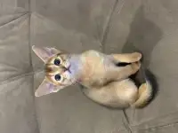 Абиссинские котята, фотография 2