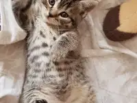 Котята шотландской прямоухой, фотография 6
