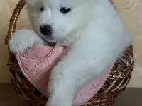 Щенки самоеда