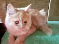 Ласковые, нежные котята в заботливые руки