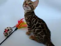 Бенгальские котята