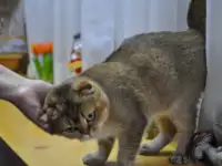 Шотландцы