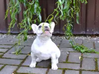 Французский бульдог, фотография 3