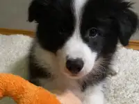 Щенок Бордер колли