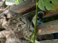 Котятаив добрые руки, фотография 3