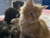 Котята Мейн-Кун, фотография 12