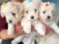 Продаются щенки болонки (мальтезе), фотография 2