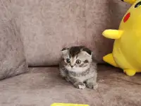 Котята, шотландские и британские., фотография 3