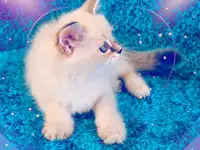 невские маскарадные котята-резерв, фотография 3