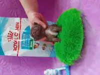 Мини чихуахуа, фотография 12