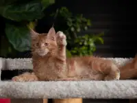 Девочка породы Мейн-кун, фотография 4