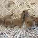 Шотландские котята (две девочки и три мальчика), фотография 1