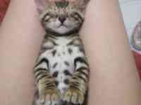 Бенгальские котята, фотография 4