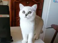 Британские котята, фотография 2