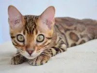 Бенгальские котята из питомника, фотография 5