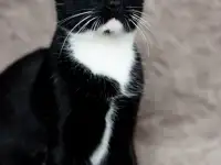 Котик в дар, фотография 2