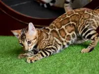 Бенгальские котята из питомника: котик, фотография 3