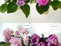 Продам излишки домашних фиалок Могилев, фотография 4