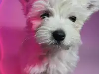 Щенки мальтезе, фотография 3