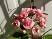 Розебудные цветущие герани Antique Rose - 15 и 22 рублей, фотография 2